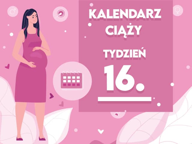 16 tydzień ciąży: na jakiej wysokości jest dziecko w brzuchu? 16 tydzień ciąży: na jakiej wysokości jest dziecko w brzuchu?
